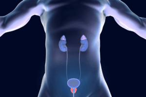 Ilustração de ser humano e sua próstata representada