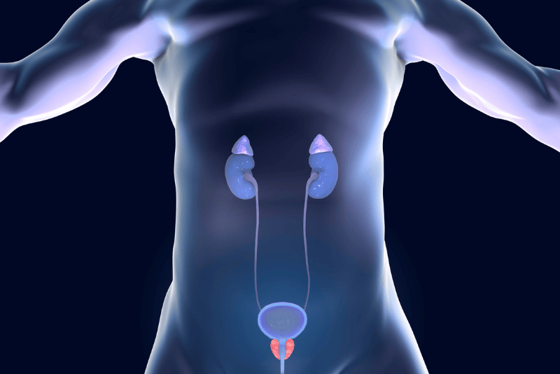 Ilustração de ser humano e sua próstata representada