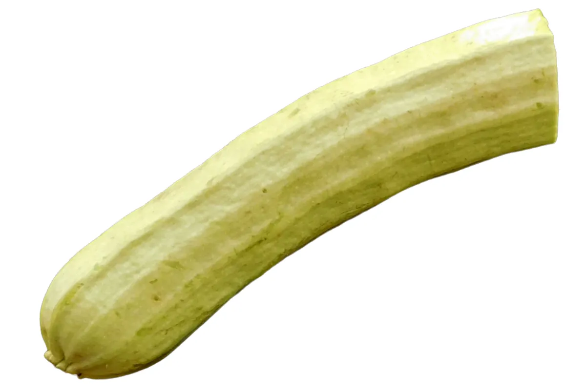 Pepino representando fimose em adultos